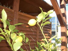 れもん館スタッフのブログ-レモンの果実