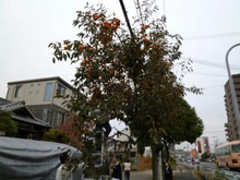 れもん館スタッフのブログ-柿の木